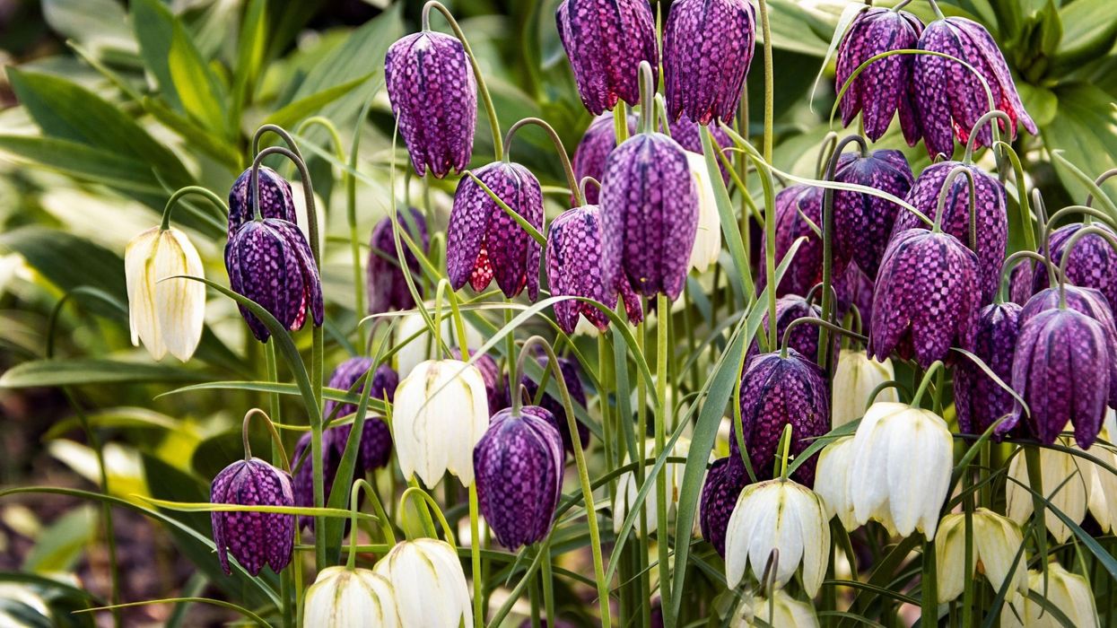 Fritilaria, lulja me model katrorësh që duket si e vizatuar me dorë Fritilaria, lulja me model katrorësh që duket si e vizatuar me dorë