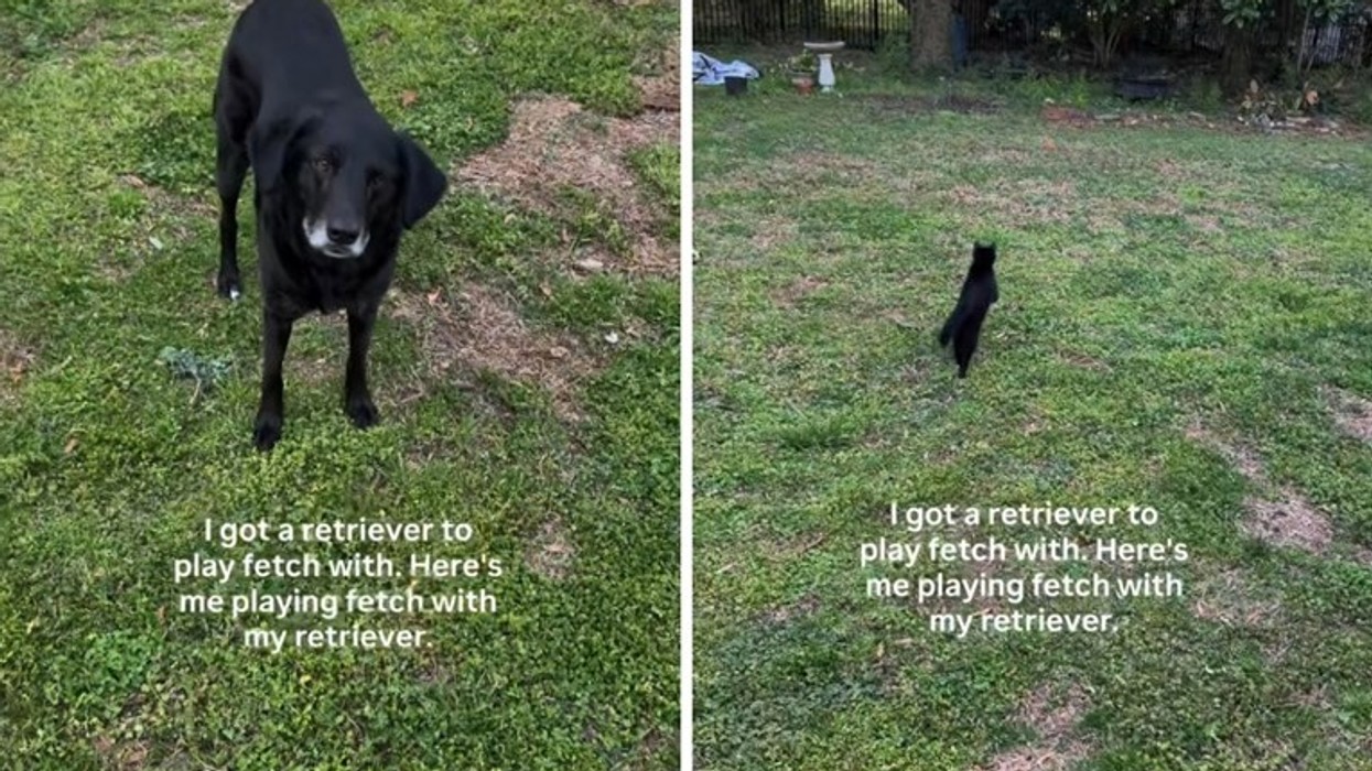 Pronari hodhi topin për qenin, por macja e “vjedh shfaqjen”