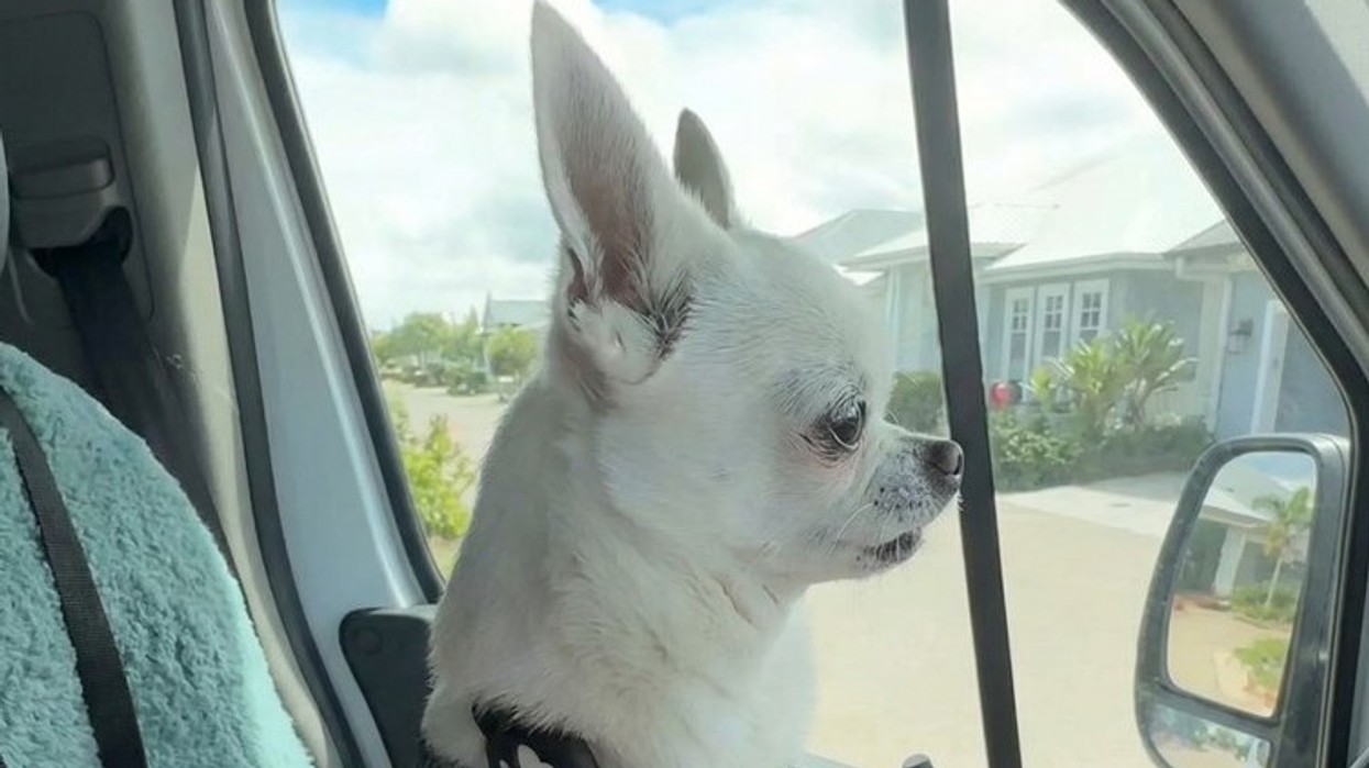 Pas pesë muajsh, qeni menjëherë e dinte ku po vinte - reagimi ka mahnitur TikTok-un