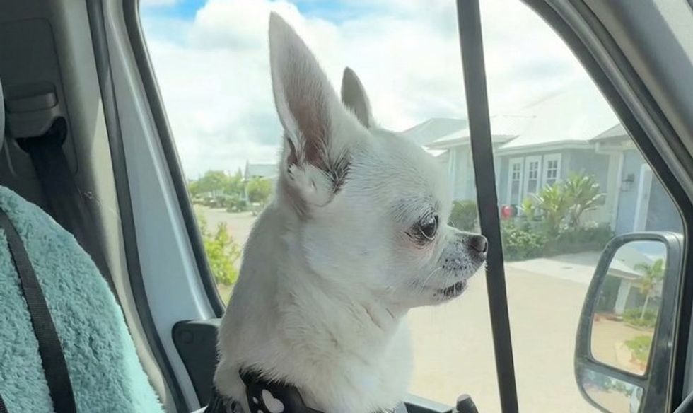 Pas pesë muajsh, qeni menjëherë e dinte ku po vinte - reagimi ka mahnitur TikTok-un