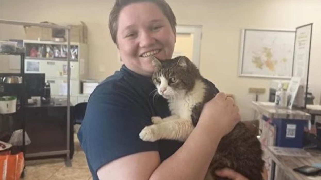 Macja e zhdukur prej 5 vitesh ribashkohet me familjen falë mikroçipit