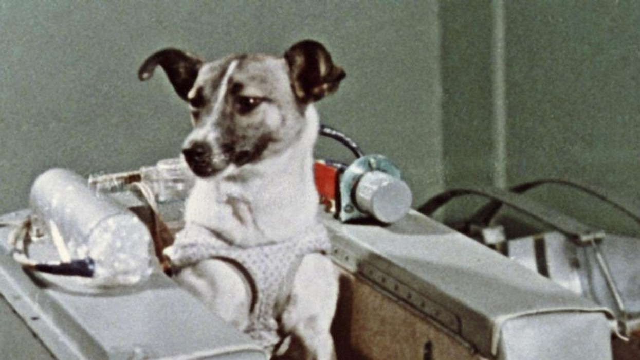 Historia prekëse e qenit që u dërgua në hapësirë, por nuk u kthye kurrë në shtëpi