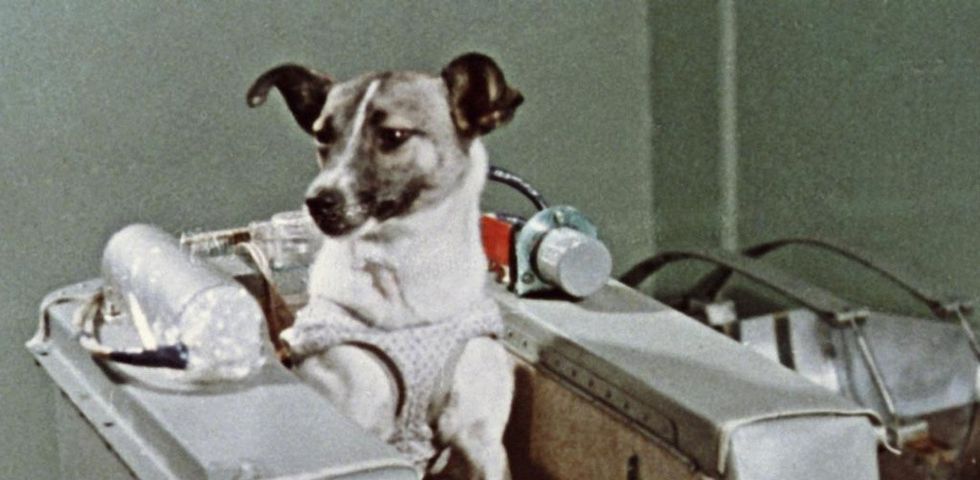 Historia prekëse e qenit që u dërgua në hapësirë, por nuk u kthye kurrë në shtëpi