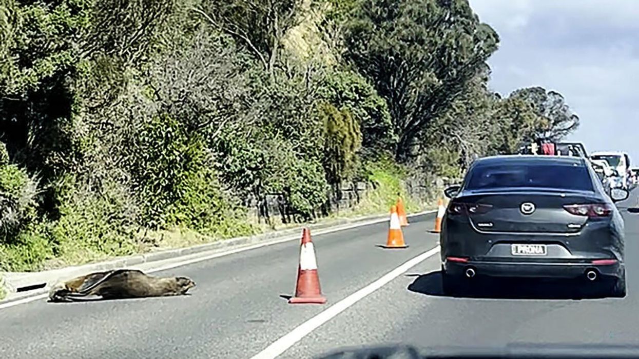 Foka e përgjumur devijon trafikun në qytetin bregdetar australian Foka e përgjumur devijon trafikun në qytetin bregdetar australian