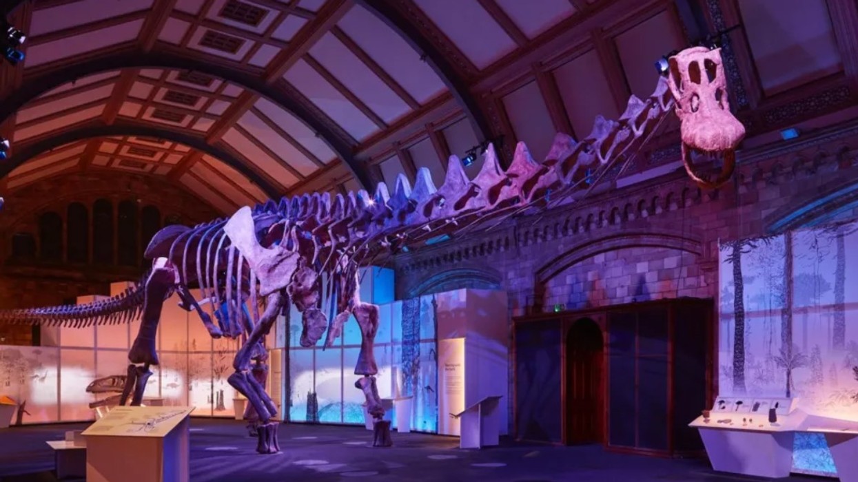 Dinosauri më i madh në botë ekspozohet në katedralen e Mbretërisë së Bashkuar