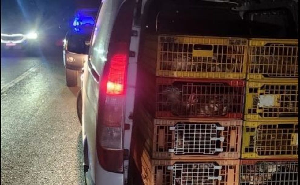 Parandalohet kontrabandë me shpezë nga Serbia në Kosovë