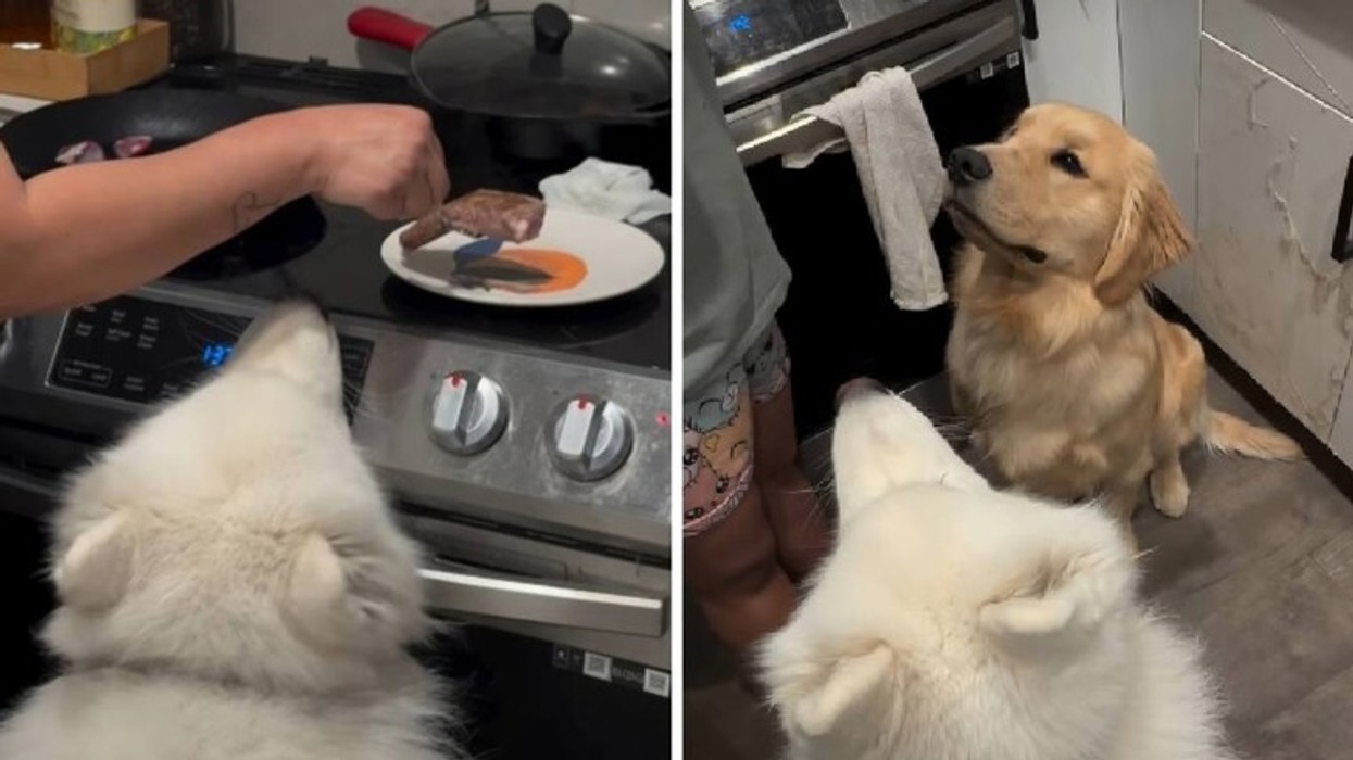 Qentë presin me durim biftekun në kuzhinë - video shumë e ëmbël