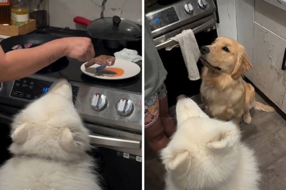 Qentë presin me durim biftekun në kuzhinë - video shumë e ëmbël