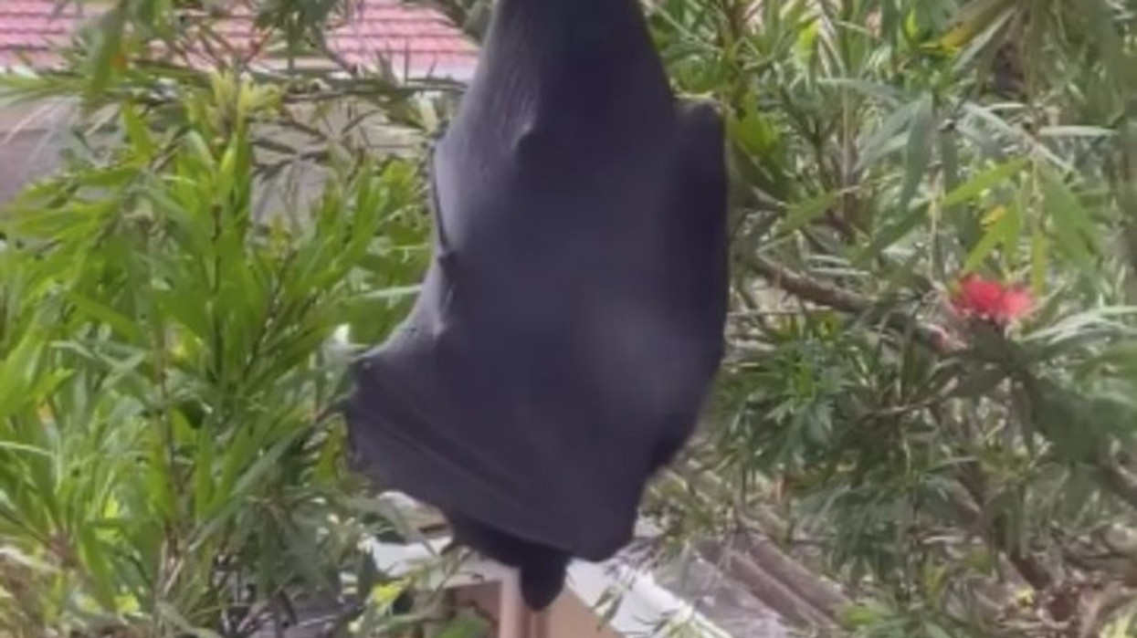 Videoja e lakuriqit gjigant në Australi bën miliona shikime - njëkohësisht i frikshëm dhe qesharak