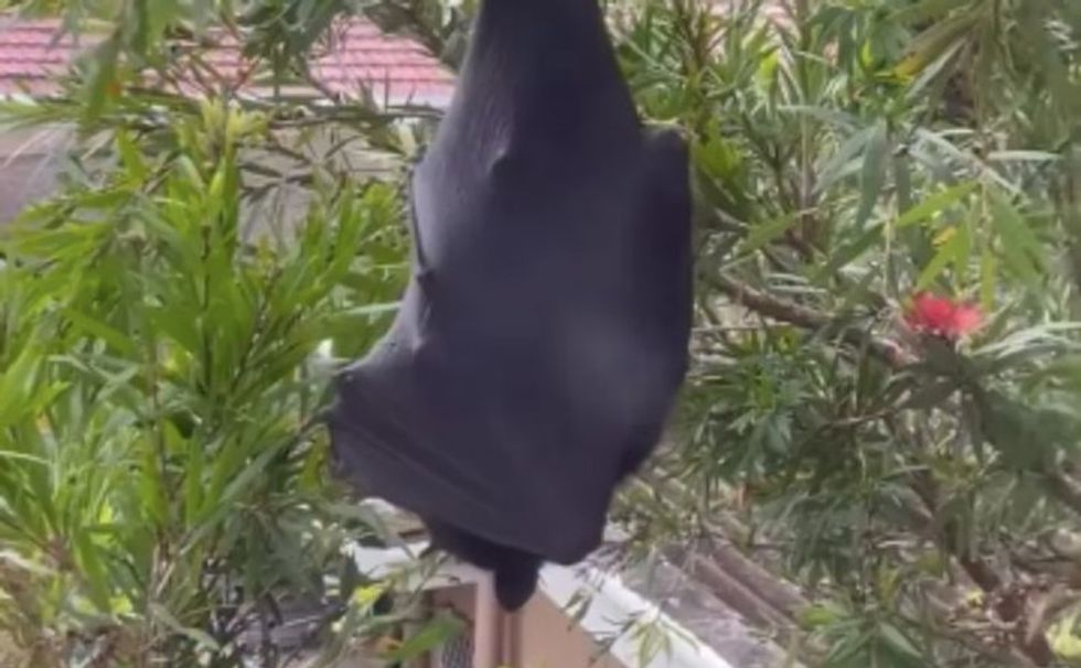 Videoja e lakuriqit gjigant në Australi bën miliona shikime - njëkohësisht i frikshëm dhe qesharak