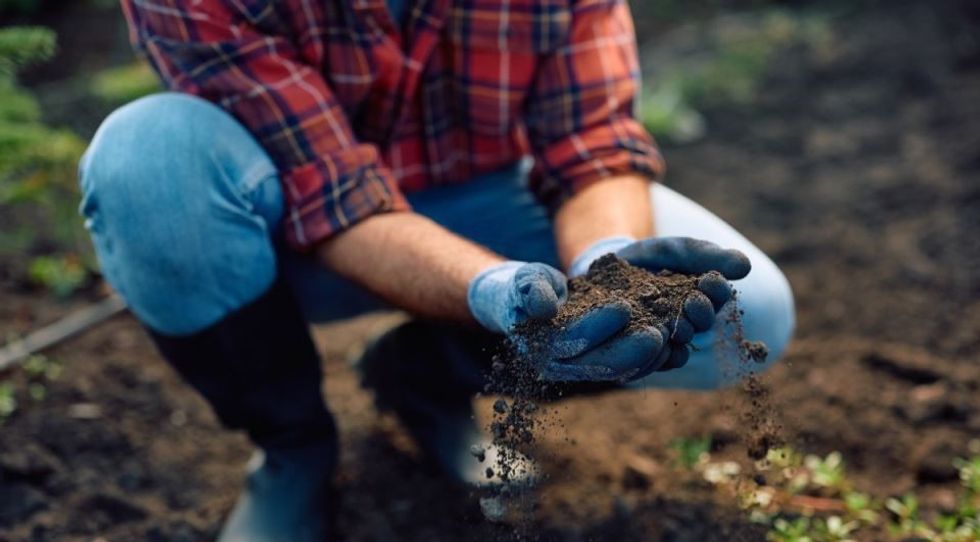 Kjo erëz largon dëmtuesit dhe bimët rikuperohen për pak ditë: Zgjidhja nga kuzhina ndihmon edhe kundër mykut