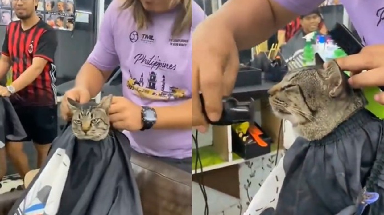 Berberi në Filipine bëhet viral duke “qethur” një mace