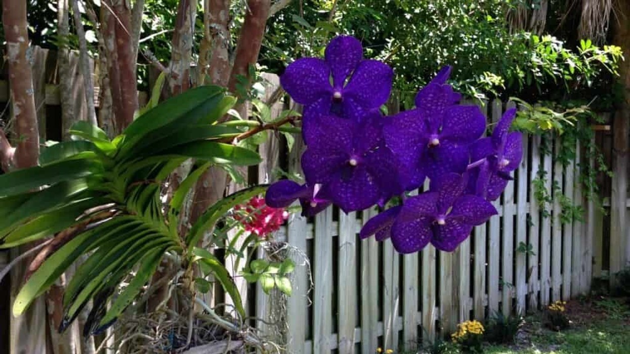 Natyra na surprizon: Orkideja e veçantë që mund të arrijë një metër