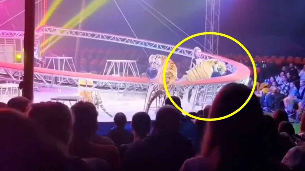 Shfaqja e cirkut në Rusi u kthye në kaos, pasi një tigër doli nga rrethimi dhe kaloi pranë familjeve me fëmijë në audiencë