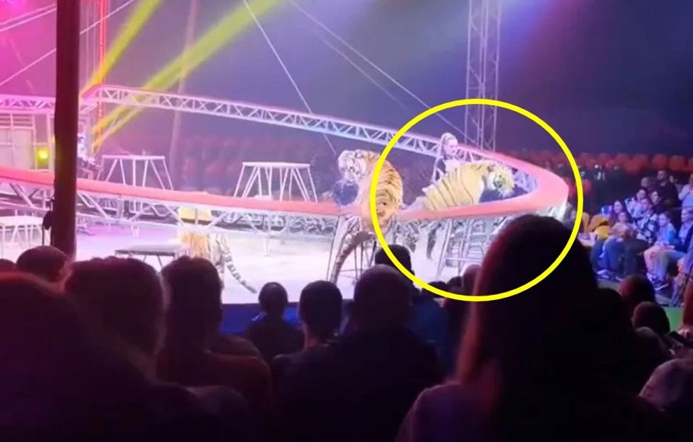 Shfaqja e cirkut në Rusi u kthye në kaos, pasi një tigër doli nga rrethimi dhe kaloi pranë familjeve me fëmijë në audiencë