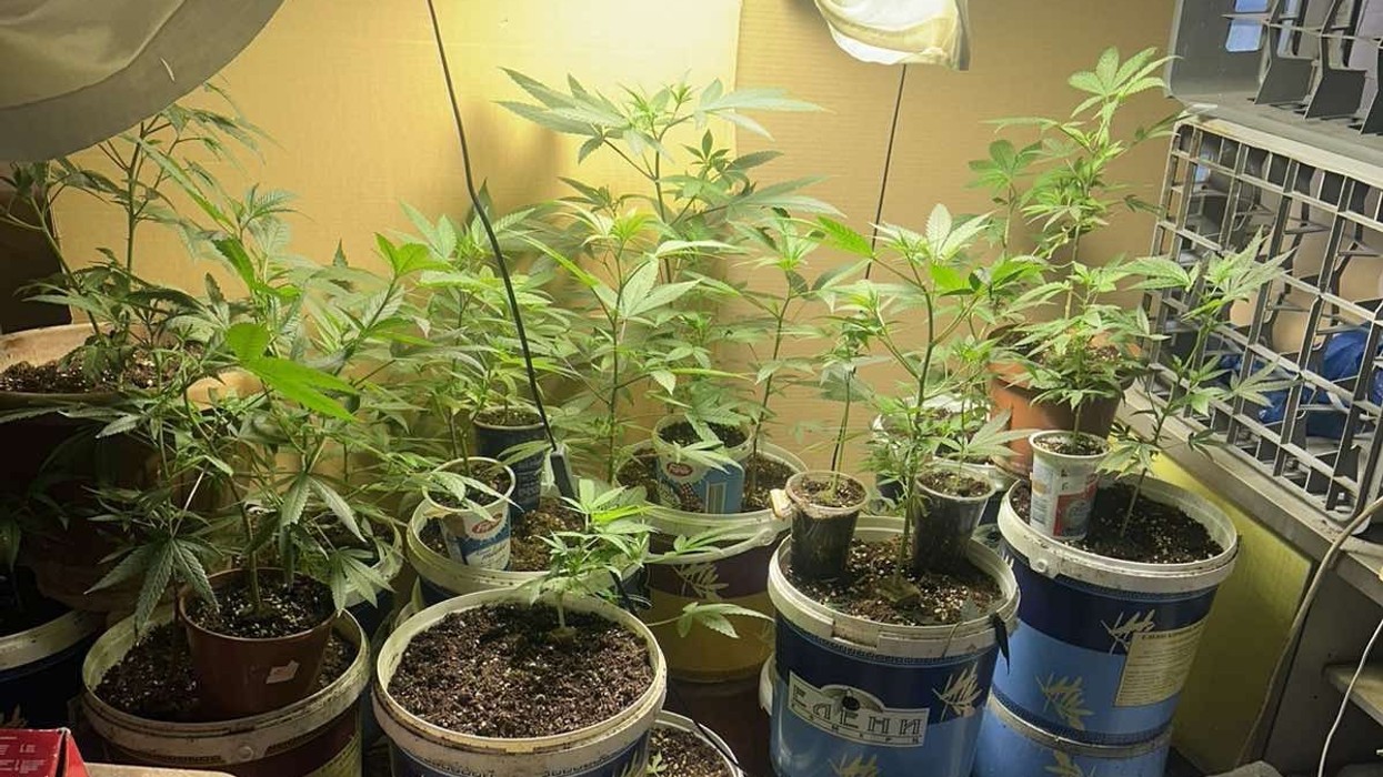 Bastisje në Shkup, gjenden drogë dhe kultivime kanabisi, ndalohet një person