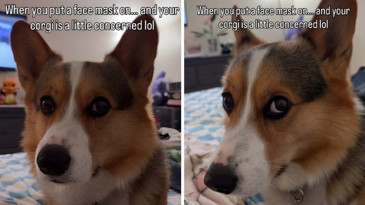 Qeni bëhet viral për reagimin gjatë kujdesit të mbrëmjes