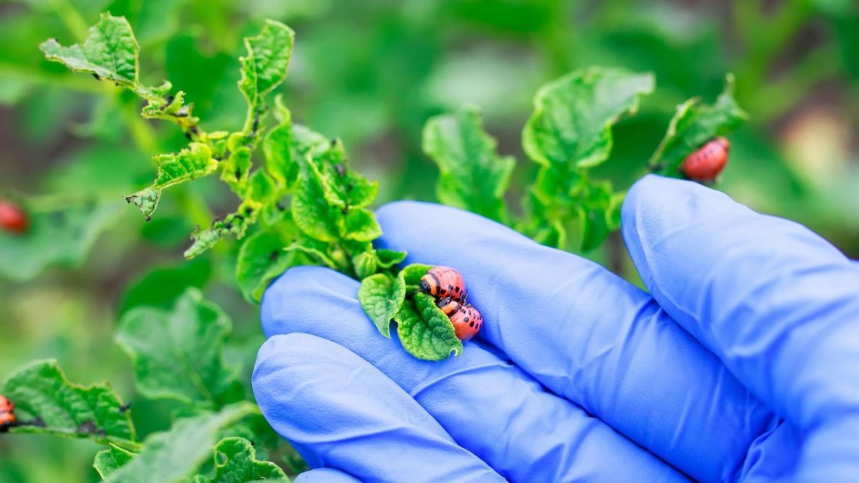 Insekti i patates po ju dëmton kopshtin? Këto metoda natyrale mund ta mbajnë larg gjatë gjithë sezonit Insekti i patates po ju dëmton kopshtin? Këto metoda natyrale mund ta mbajnë larg gjatë gjithë sezonit