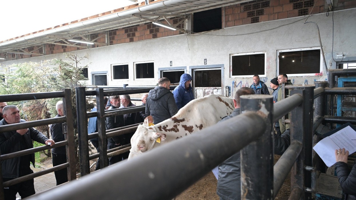 Nis faza e dytë e shpërndarjes së mëshqerrave për 162 fermerë përfitues në Podujevë