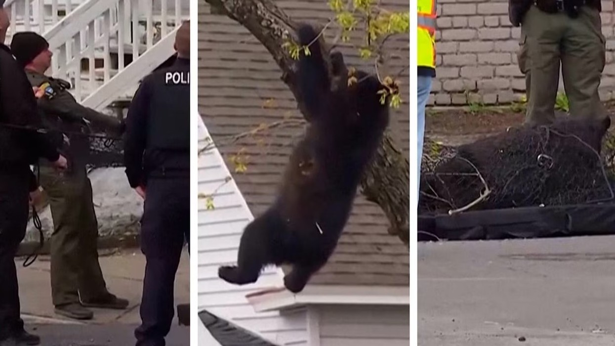 Ariu i zi kurioz shpëtohet nga policia amerikane, rrëzohet nga pema pas dhe bie në rrjetën e përgatitur për të