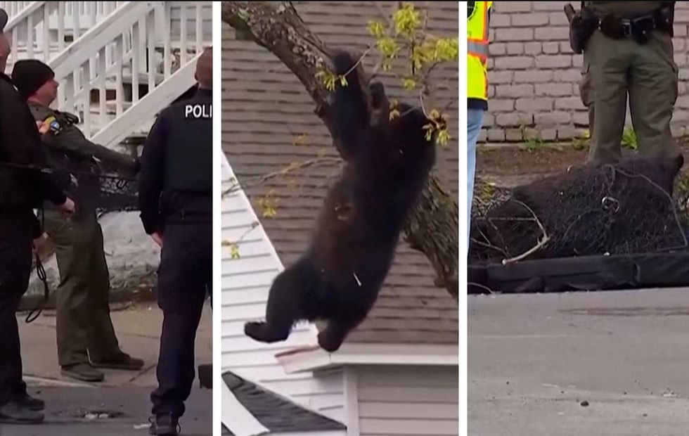 Ariu i zi kurioz shpëtohet nga policia amerikane, rrëzohet nga pema pas dhe bie në rrjetën e përgatitur për të