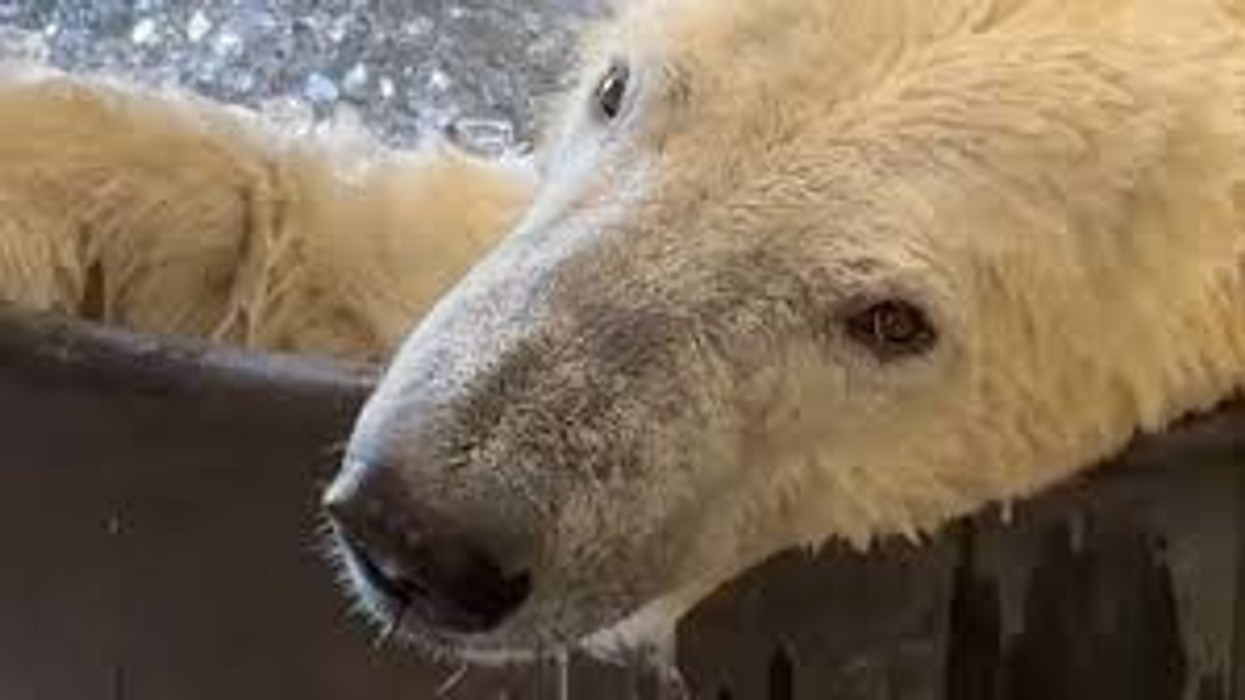 Ariu polar freskohet me një vaskë të mbushur me akull në kopshtin zoologjik të Oregonit në Portland