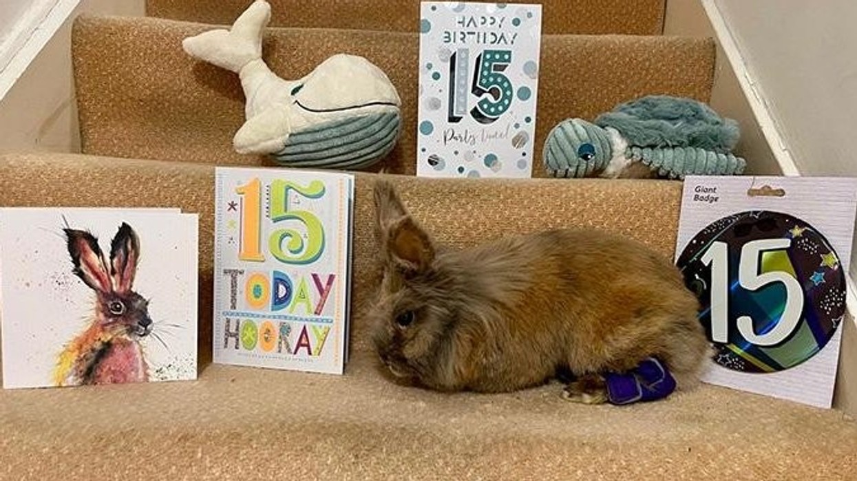 Ky lepur shpallet më i vjetri në botë nga Guinness