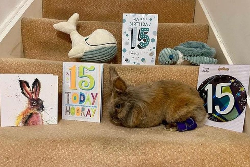 Ky lepur shpallet më i vjetri në botë nga Guinness