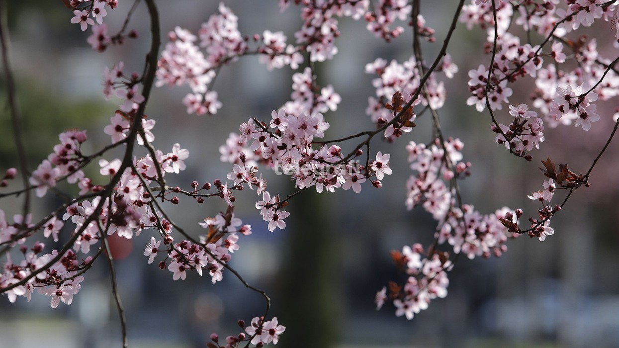 Parashikimi i motit për fundjavë, IHK thotë se kushtet janë të favorshme për zhvillimin e kulturave bujqësore pranverore
