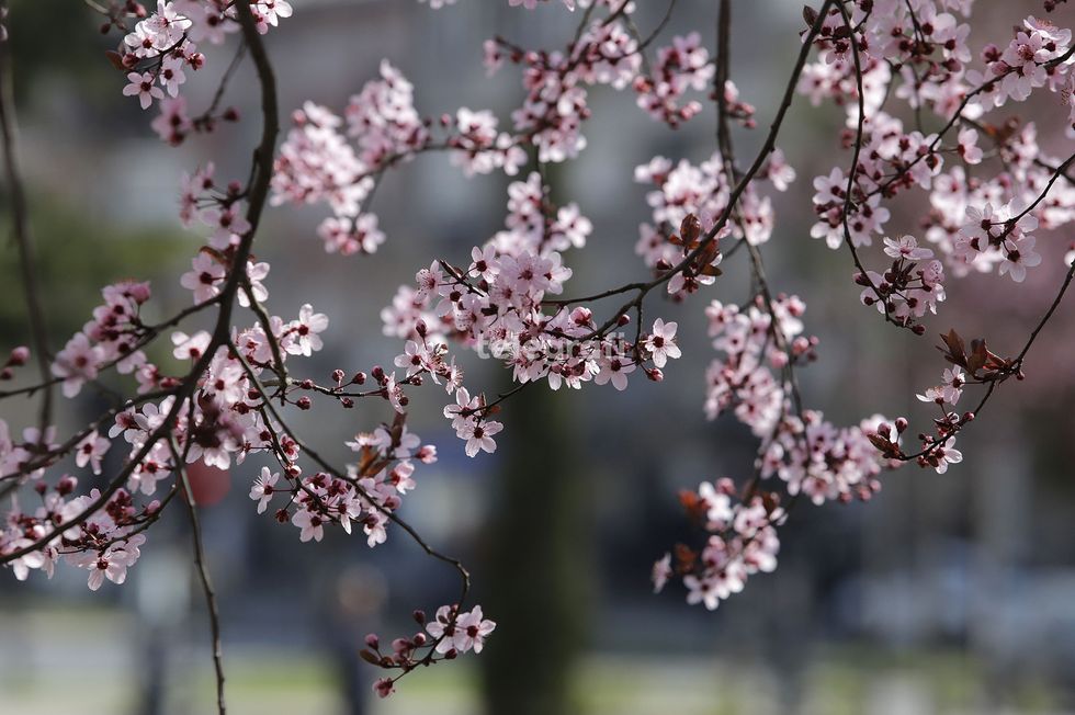 Parashikimi i motit për fundjavë, IHK thotë se kushtet janë të favorshme për zhvillimin e kulturave bujqësore pranverore