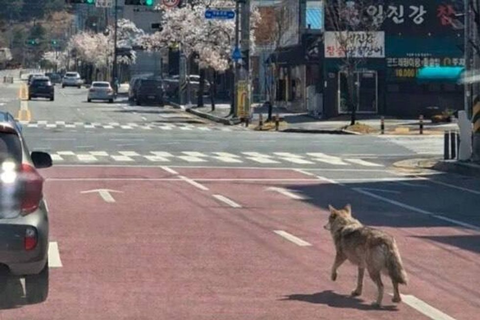 Imazh i rremë me ujkun e arratisur - arrestohet një burrë në Korenë e Jugut