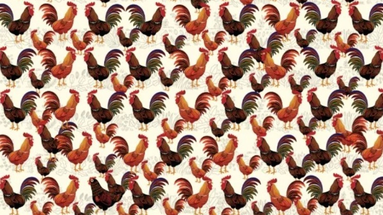 Pyetje e thjeshtë: Gjej pulën midis gjelave