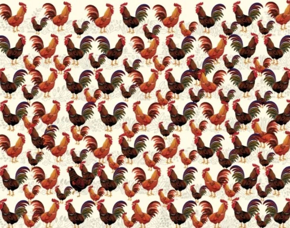 Pyetje e thjeshtë: Gjej pulën midis gjelave