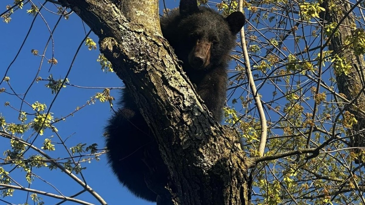 Ariu kalon orë të tëra në pemë, bllokon disa rrugë në New York