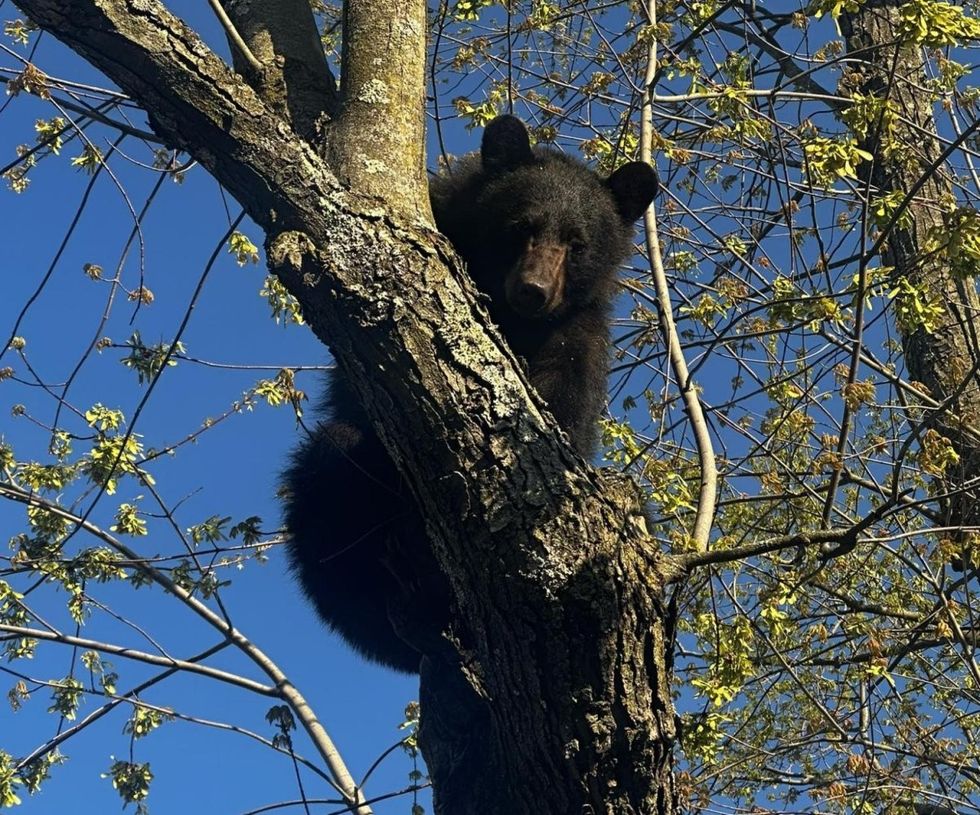 Ariu kalon orë të tëra në pemë, bllokon disa rrugë në New York
