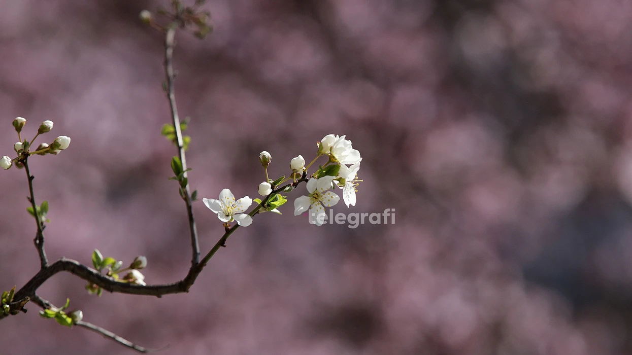 Sot mot me diell, temperaturat deri në 22 gradë