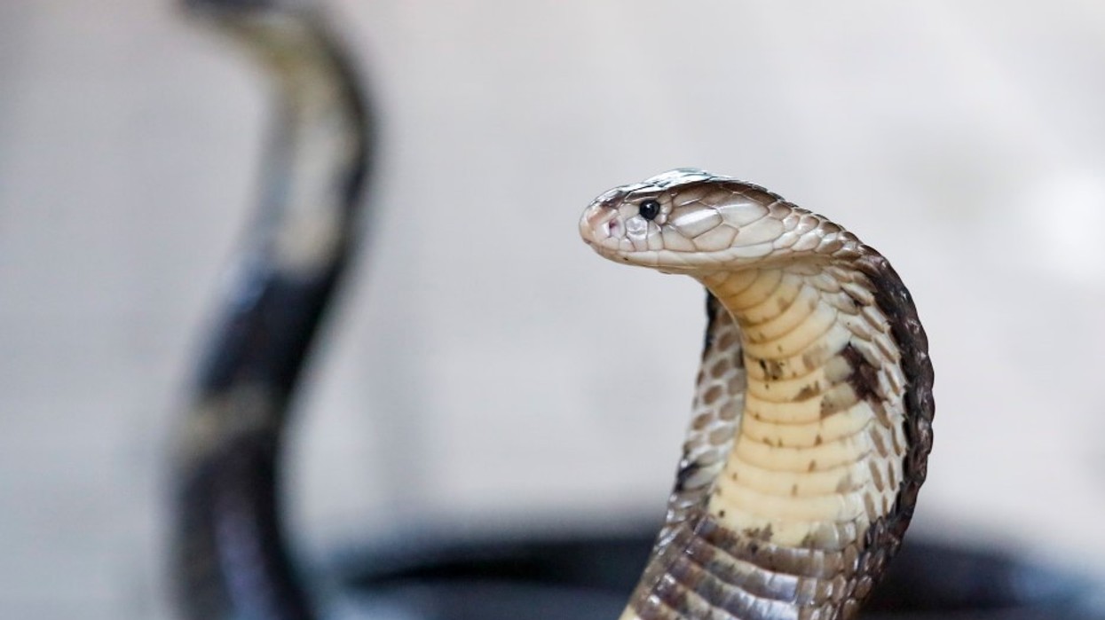 Turisti gjerman vdes pasi u kafshua në një “shfaqje gjarpërinjsh” gjatë pushimeve familjare në Egjipt