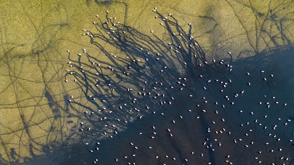 Spektakël vizual i flamingove në Liqenin Duden në Turqi