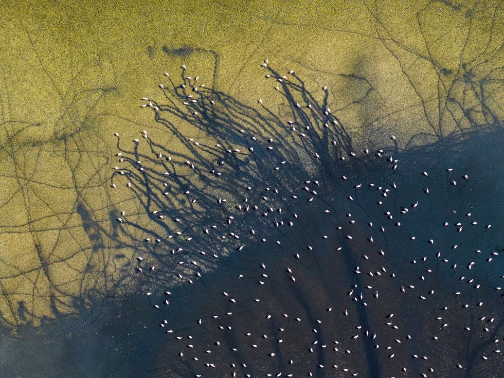 Spektakël vizual i flamingove në Liqenin Duden në Turqi