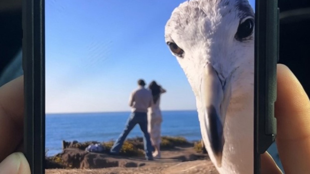 Një propozim për martesë ndërpritet nga një pulëbardhë që bëhet virale në internet