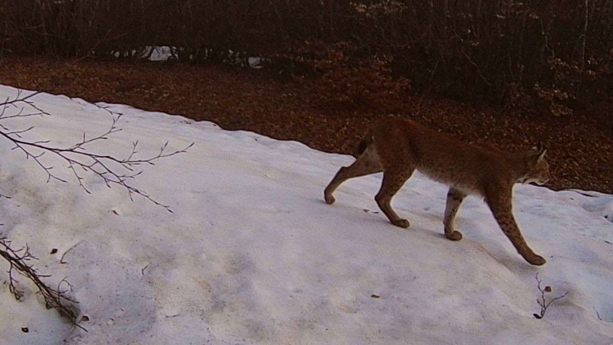 Rrëqebulli i Ballkanit dokumentohet sërish në Parkun Kombëtar “Shebenik”