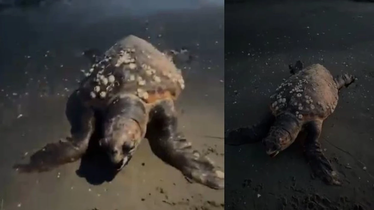 Një breshkë e rrallë gjendet e ngordhur në bregdetin e Vlorës