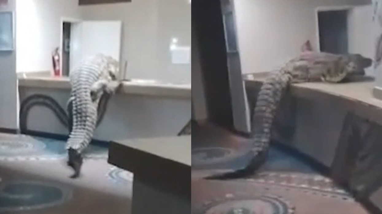 Krokodili gati 4 metra shokon turistët në një hotel në Zimbabve, hyn në recepcion