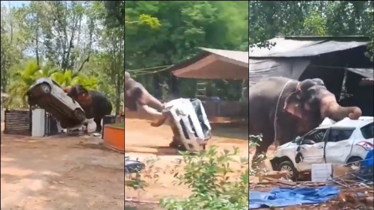 Një i vdekur, disa të tjerë të plagosur – momenti kur një elefant u bë i dhunshëm në një tempull në Indi