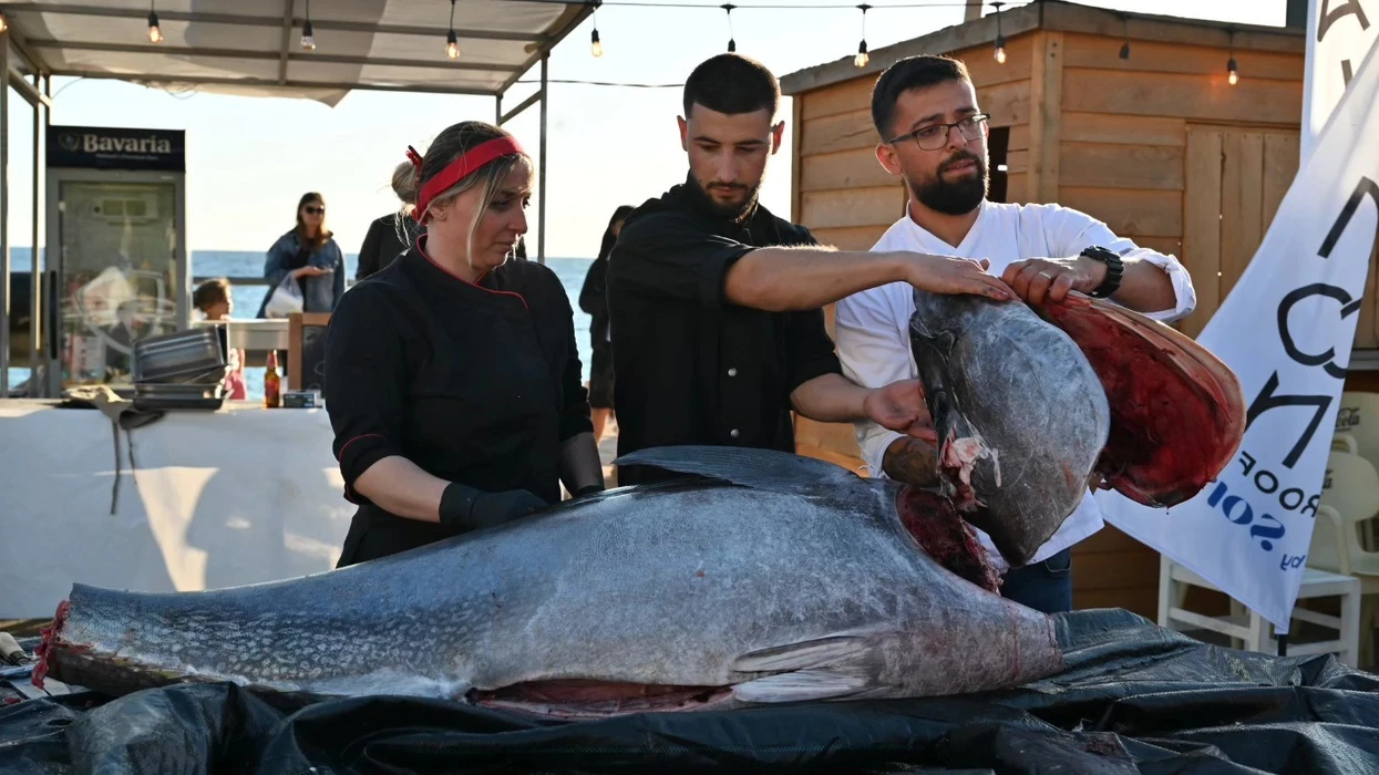 E rrallë, peshku prej 120 kg gatuhet në sheshin e Himarës