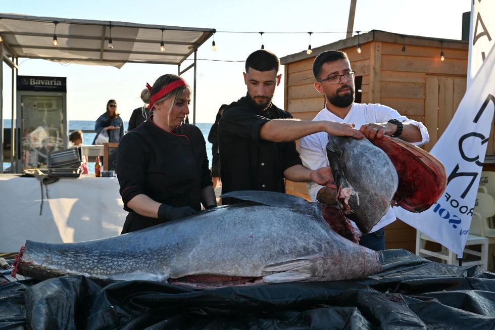 E rrallë, peshku prej 120 kg gatuhet në sheshin e Himarës