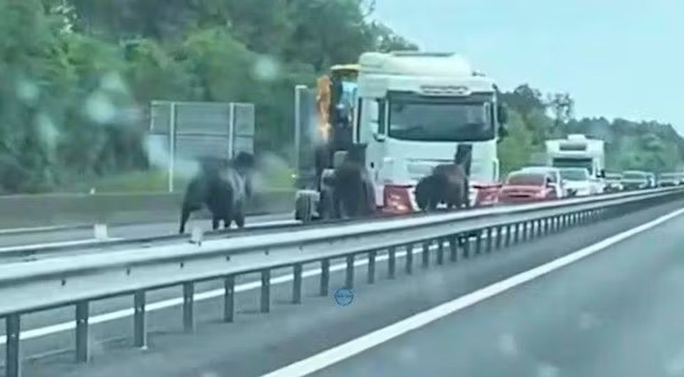 U arratisën nga pronarët e tyre, tre kuaj shkaktuan kaos në një autostradë të Francës