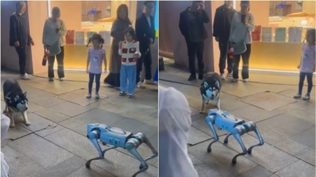 “Lufta” mes robotit dhe qenit bëhet virale