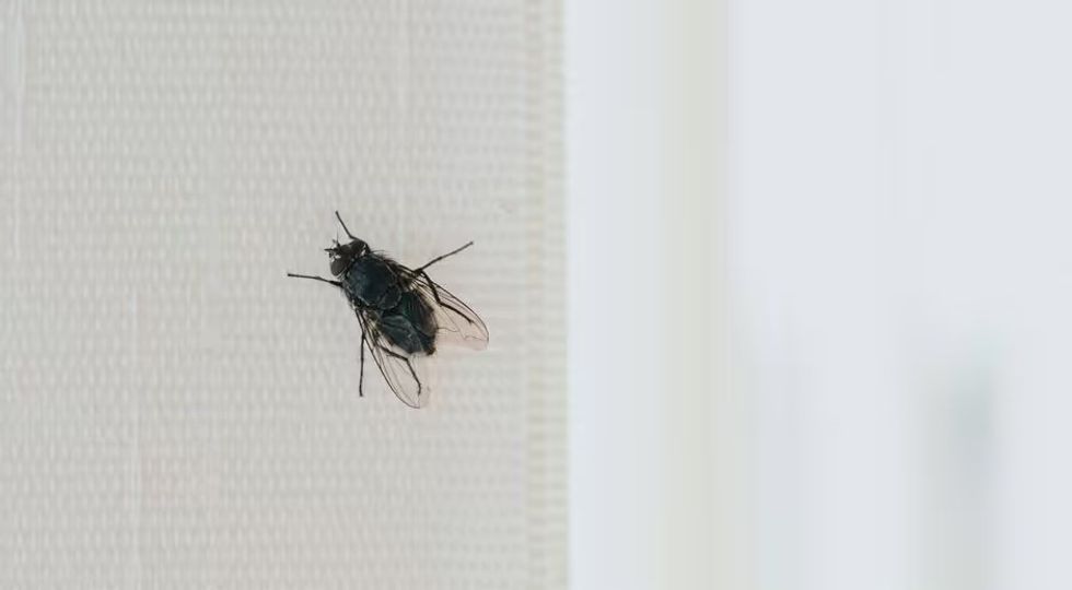 Vendoseni këtë perime te dritarja për të parandaluar mizat