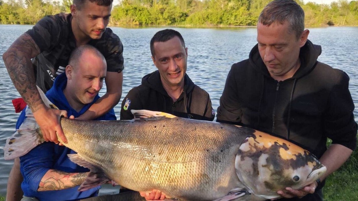 Në Zagreb është kapur një peshk i rrallë me peshë 45 kilogramë